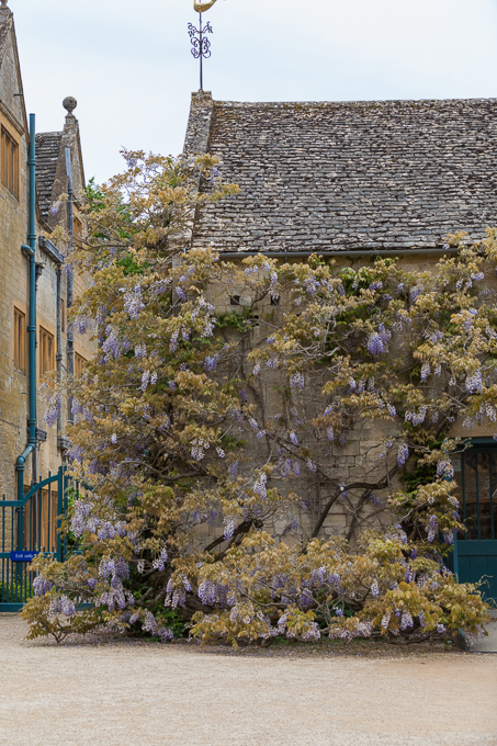Hidcote 2015 (02)